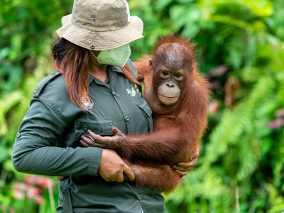Samboja Lestari Reserve - Borneo orangutan - East Kalimantan - Indonesia - Come2borneo